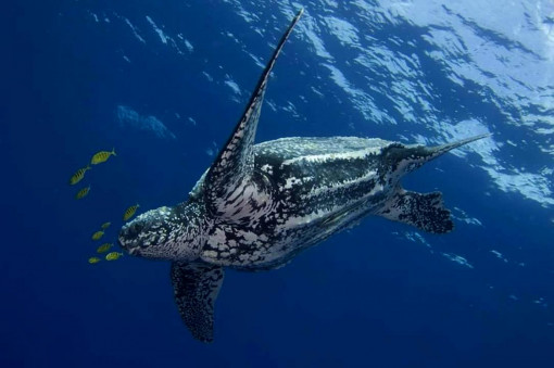Rare leatherback turtle found dead in fishing net
