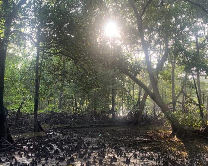 Rising seas and warming weather threaten vulnerable native flora and fauna in Singapore