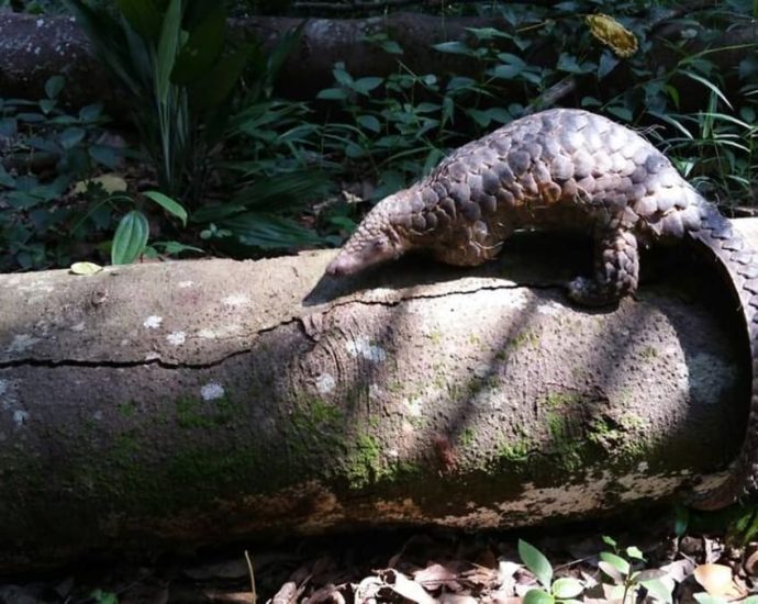 RSAF regular admits picking up pregnant pangolin from park connector and selling it