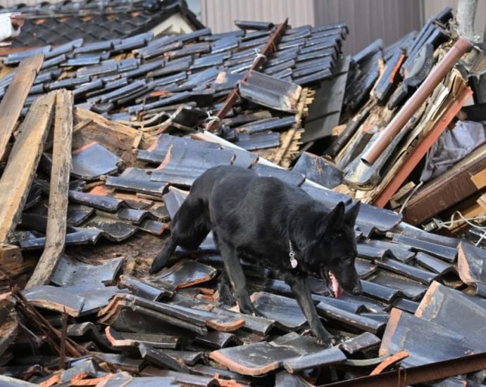 Ruin and rescue dogs in quake-ravaged Wajima