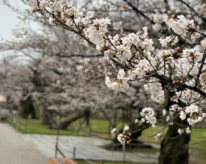 Sakura forecast for 2024: Here’s when you can catch cherry blossoms in Japan