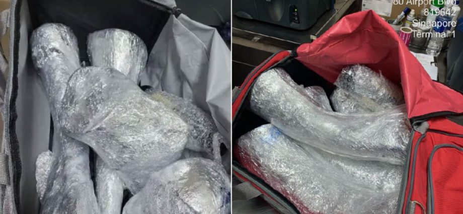 South African man admits to role in Singapore’s largest seizure of rhino horns after airport scan picks up clues