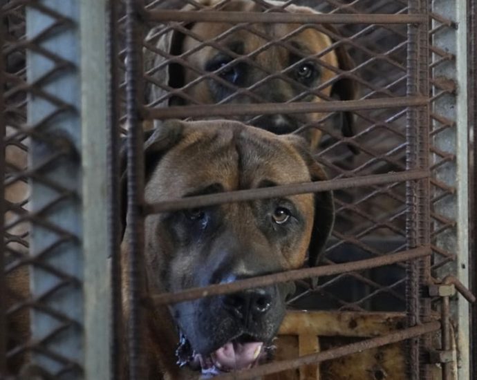 South Korea’s parliament expected to pass Bill to ban dog meat trade