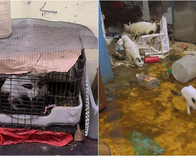 SPCA sees ‘alarming increase’ in pet abandonment cases