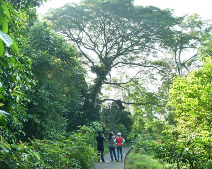 Stronger winds may bring breezier days to Singapore, but also danger from falling trees