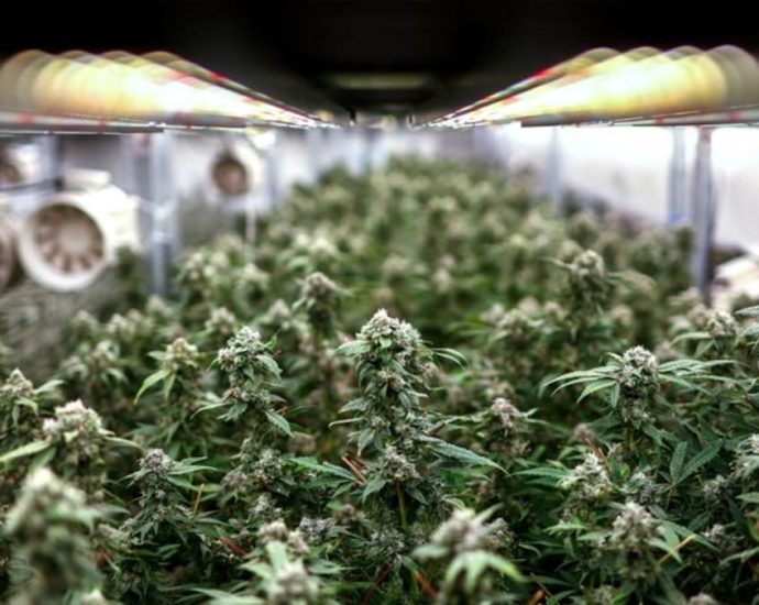 Thailand seeks public opinion on draft to end recreational cannabis use