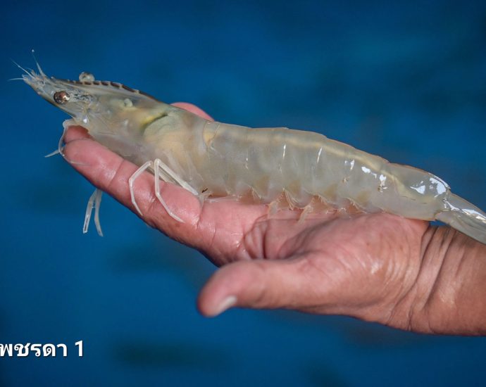 Two new shrimp breeds to battle disease