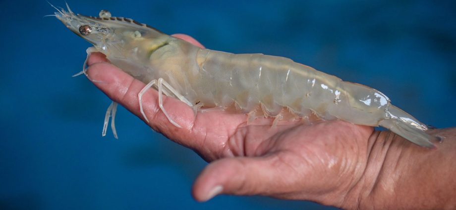 Two new shrimp breeds to battle disease