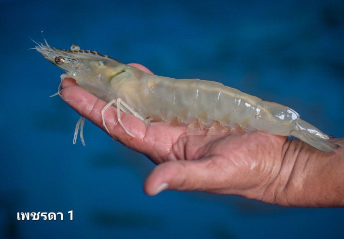 Two new shrimp strains to battle disease