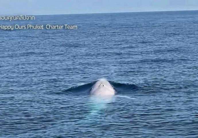 Whale sighting near Phuket could be world first: biologist