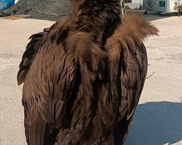 Young cinereous vulture found in weak condition