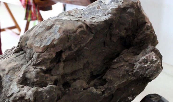 110m-year-old dinosaur fossils found
