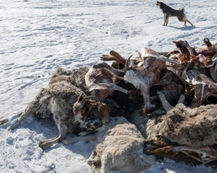 2 million animals dead as extreme winter weather hits Mongolia