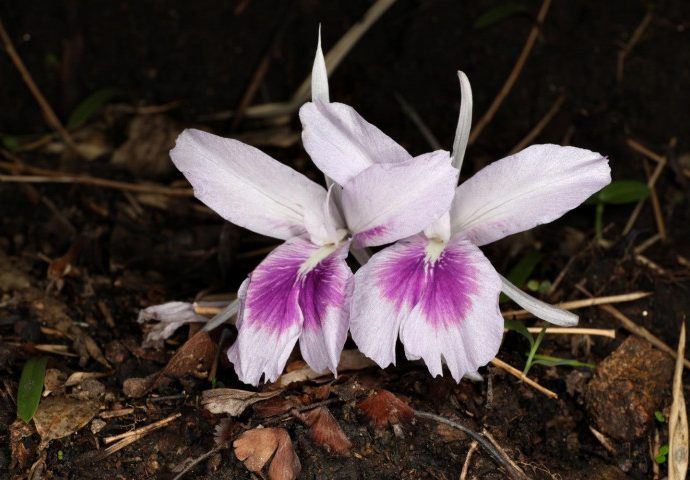 5 new insect species, 1 plant variety discovered