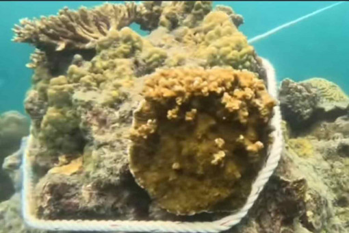 Action sought against owner of tourist boat moored on coral reef