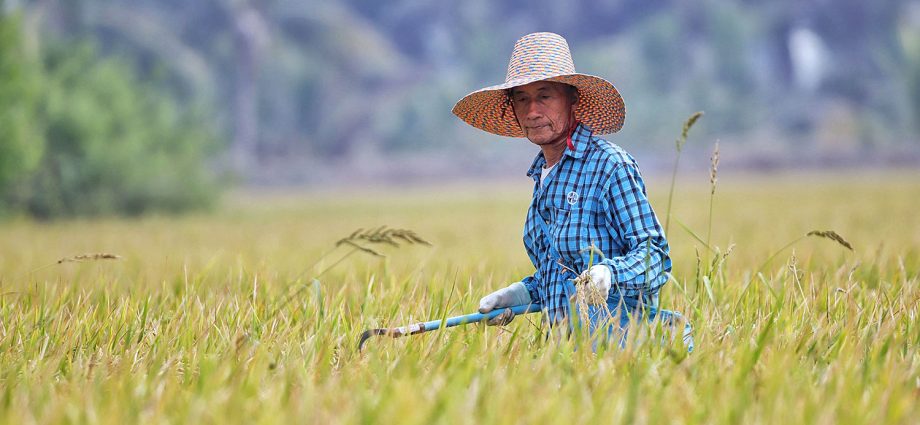 Agriculture ministry aims to triple farm incomes