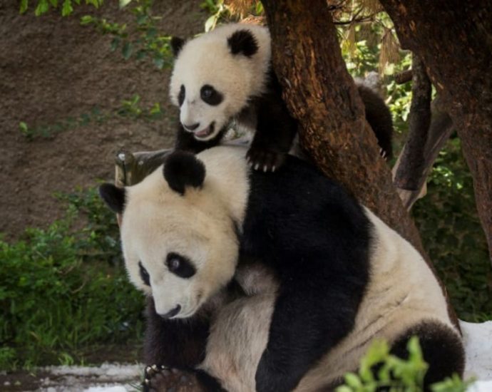 China plans to send more pandas to US zoo