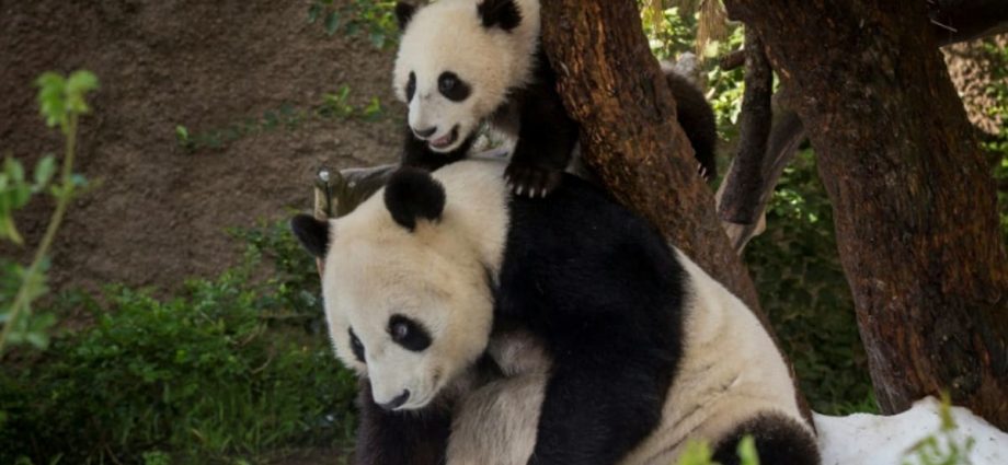 China plans to send more pandas to US zoo