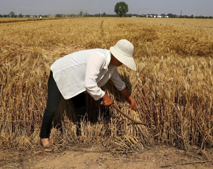 China to push development of high-yield crops, mechanise to raise food supply