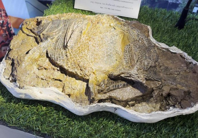 Fossils of 3 more dinosaurs found
