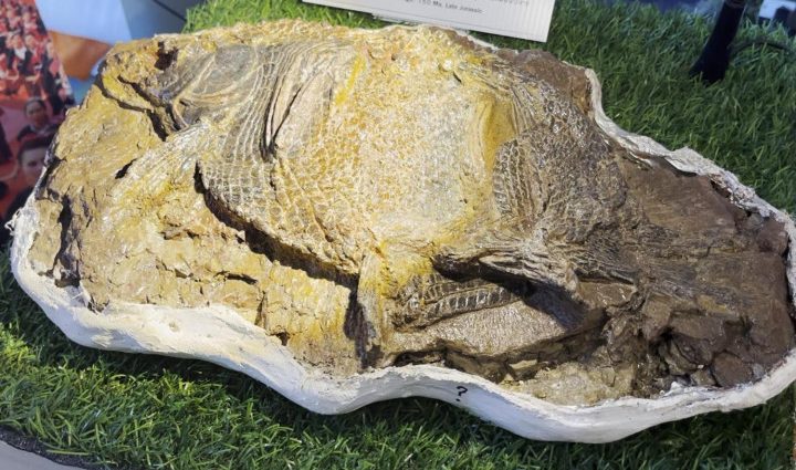 Fossils of 3 more dinosaurs found