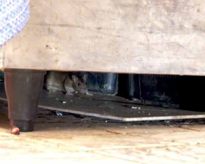 Increased rat sightings in Singapore due to poor food waste management, wetter weather: Pest busters