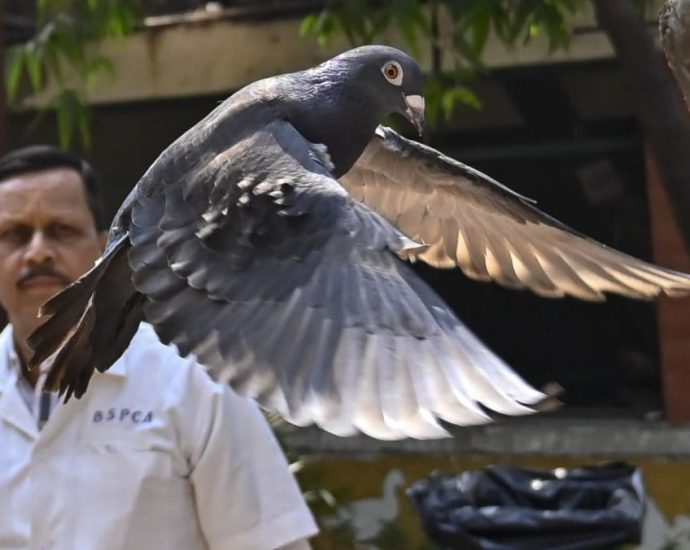 India releases pigeon accused of spying for China