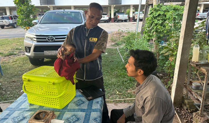 Macaque seized from online wildlife seller