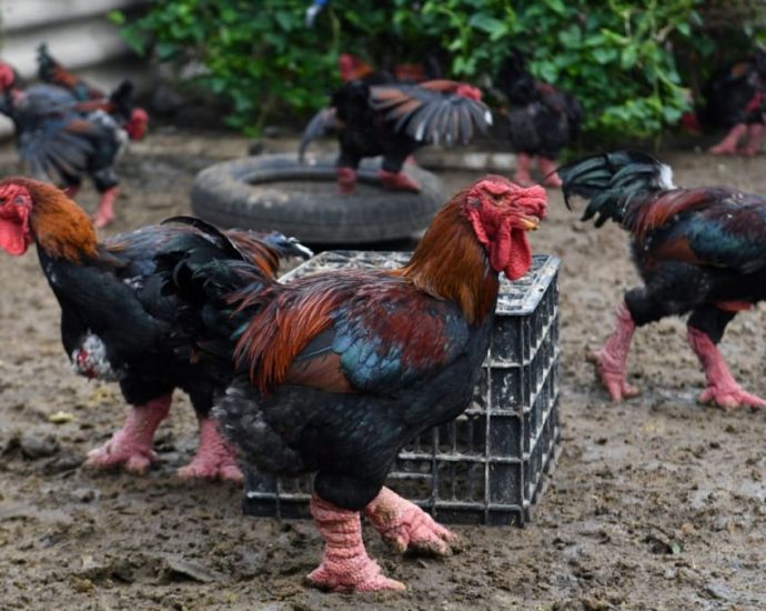 Meet the Bigfoot chicken that roams Vietnam’s dining tables during Tet