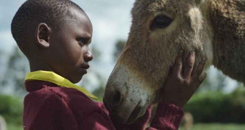 Millions of donkeys killed each year to make medicine