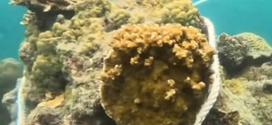 Outcry after Trang tourist boat moors on coral reef