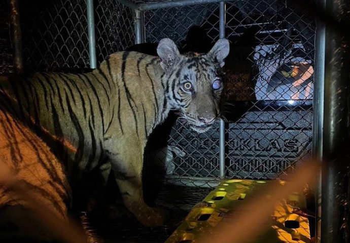 Roaming tiger caught, blind in one eye