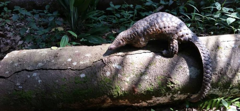 RSAF regular sentenced to probation for selling pregnant pangolin he picked up at park connector