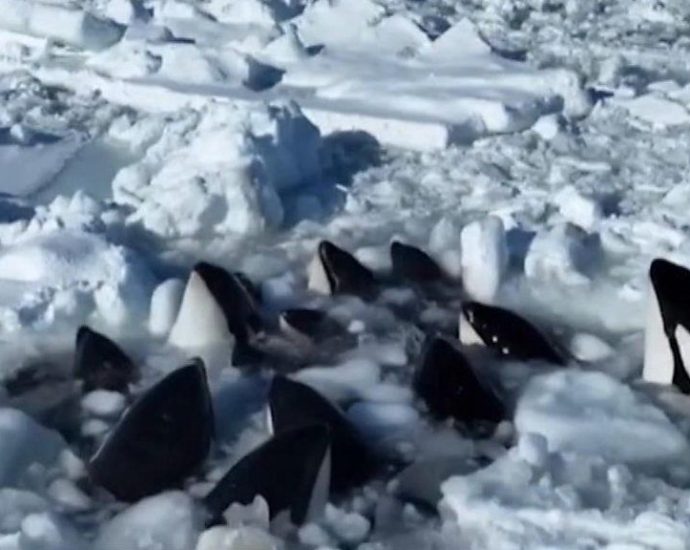 Trapped orcas escape from drift ice near Japan