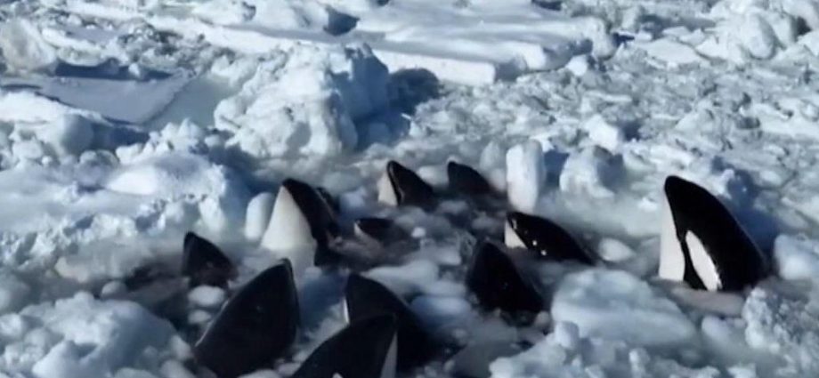Trapped orcas escape from drift ice near Japan