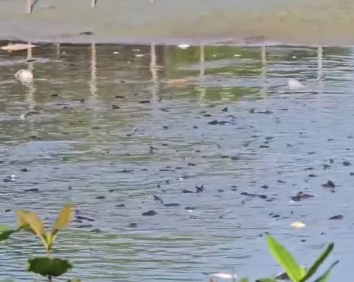 ‘Unusually low’ water level at Yishun pond led to fish deaths, says HDB