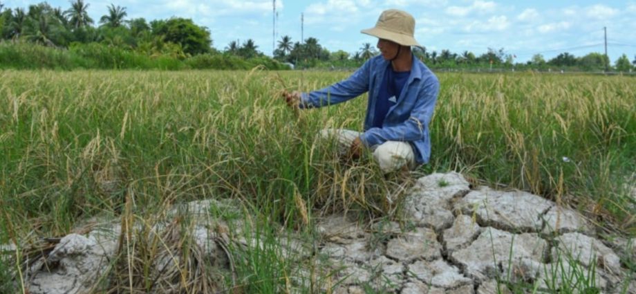 Vietnam's 'rice bowl' cracks in monster heatwave