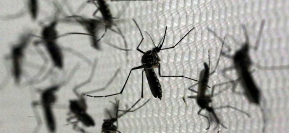 What is Zika and what are the health risks?