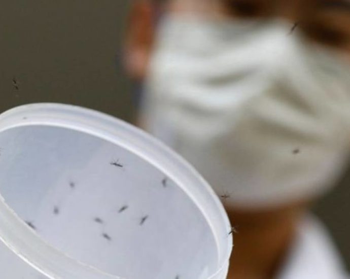 Wolbachia mosquitoes released at Clementi site as part of project expansion to fight dengue