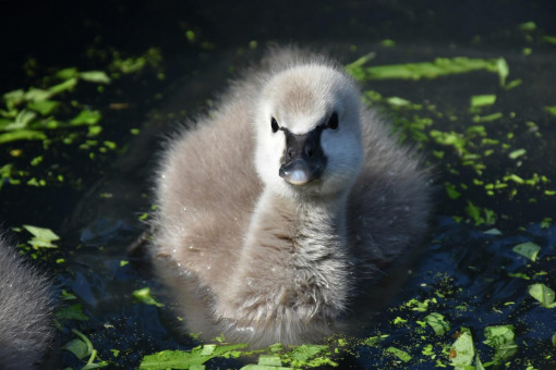 Zoo breeds first black swan chicks