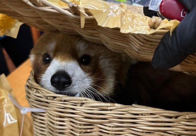 Animal smugglers caught at airport