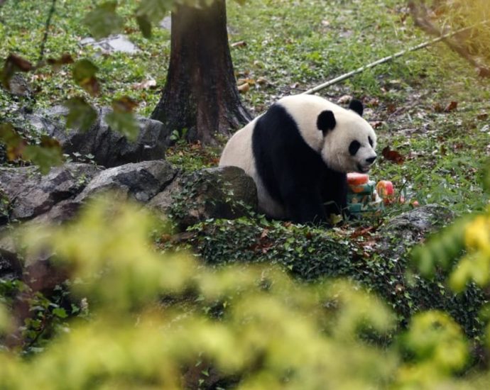 Commentary: Return of China's panda diplomacy with US signals warming of ties after years of tension