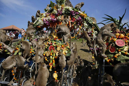 Compensation set as monkey attacks climb in Lop Buri