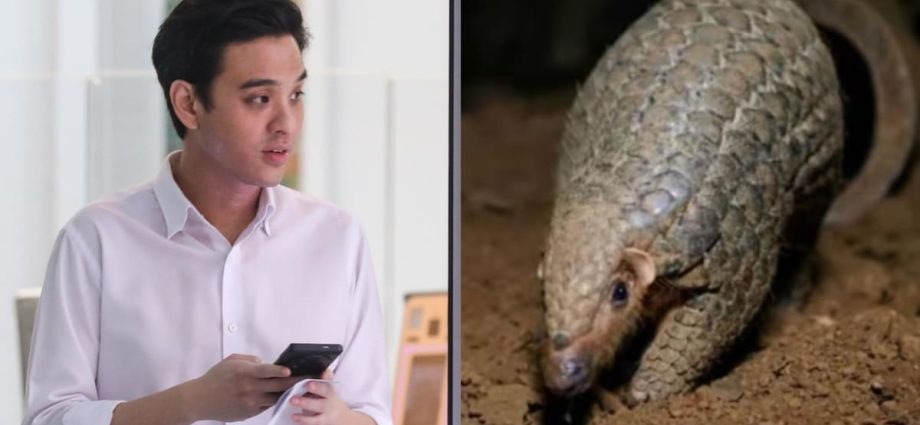 ‘I regretted it was real’: Man fined for reselling pregnant pangolin to undercover NParks officer