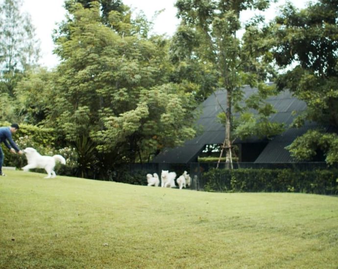 In Thailand, a house built specially for a surgeon’s family and his 14 dogs