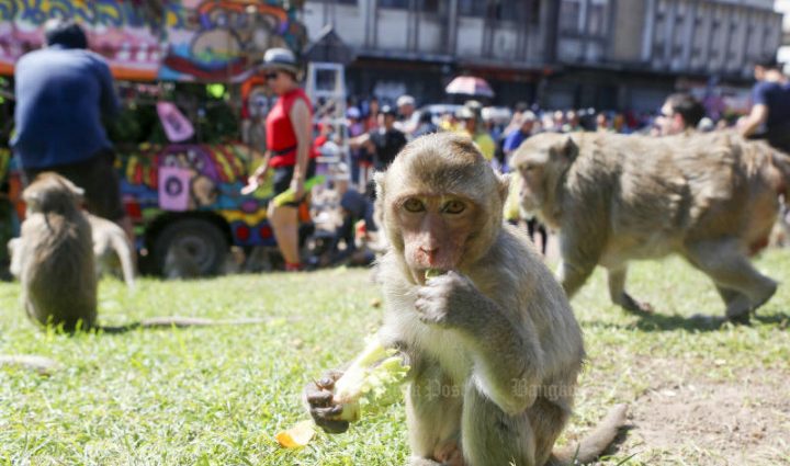 Injured woman takes macaque attack case to police