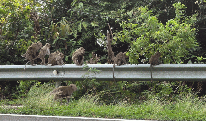 Monkey attacks keep Koh Chang park officials at bay