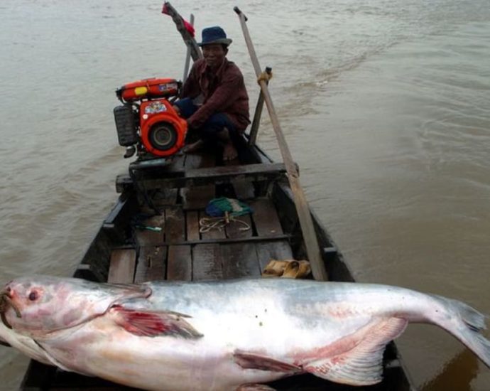 One-fifth of Mekong river fish species face extinction: Conservation groups