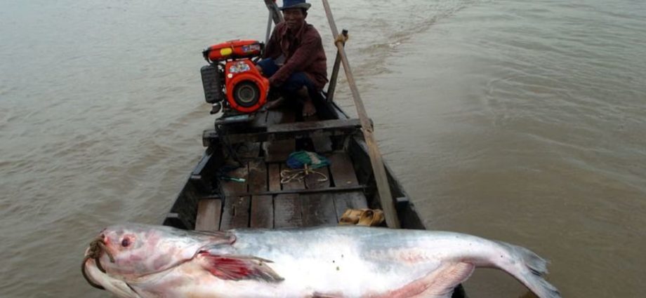 One-fifth of Mekong river fish species face extinction: Conservation groups