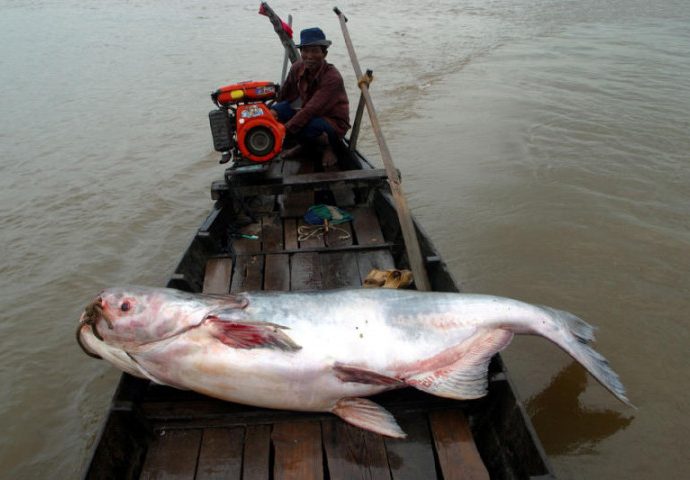 One-fifth of Mekong River fish species face extinction, report says